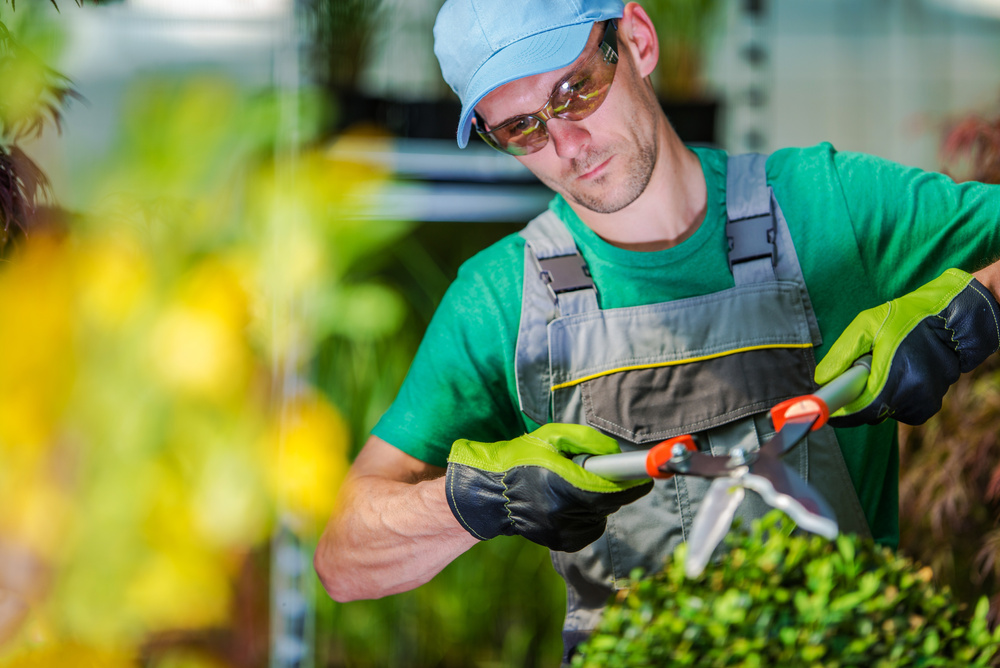 Gardener Trimming Garden Plants